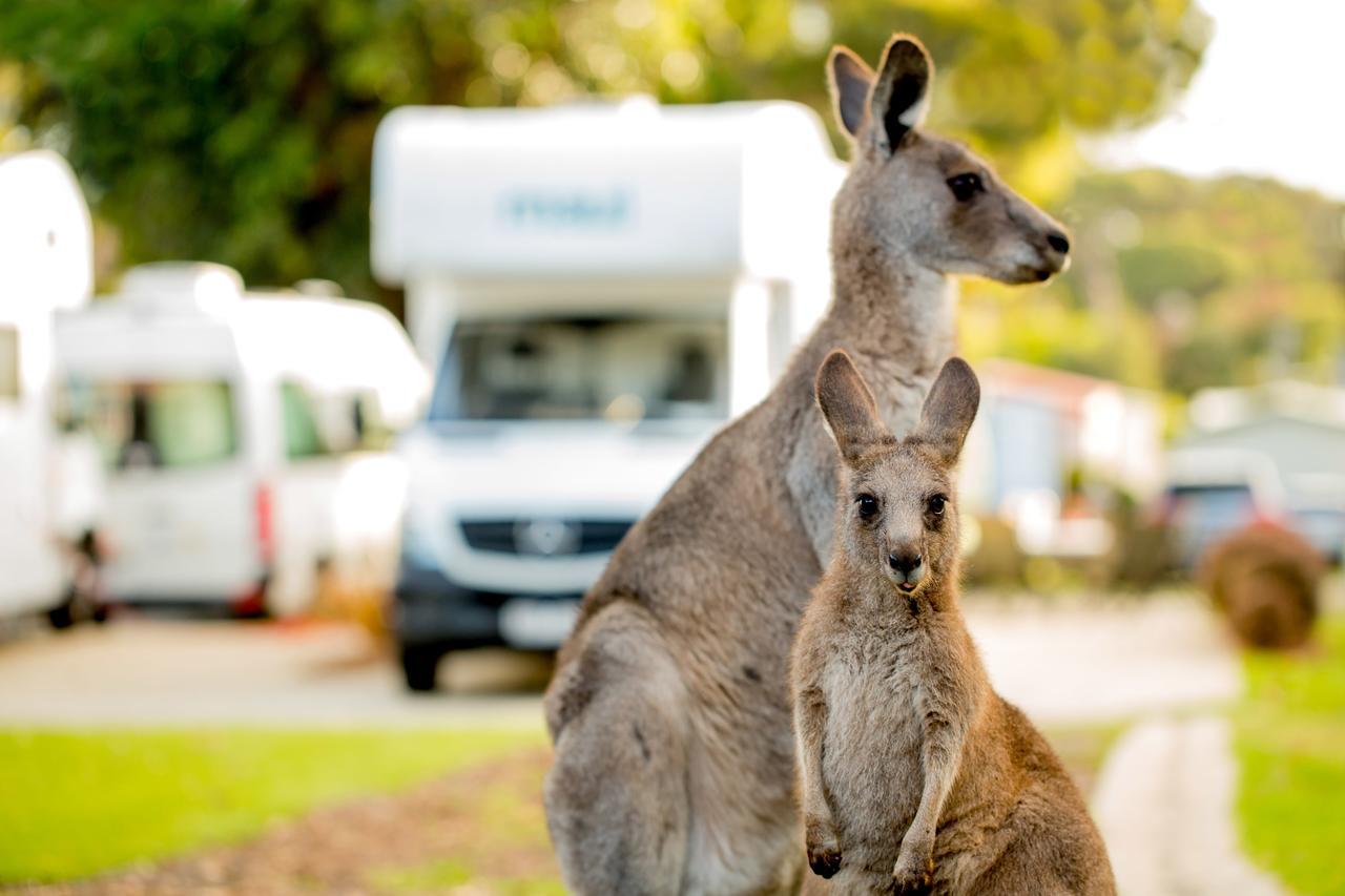 Big4 Anglesea Holiday Park Bagian luar foto